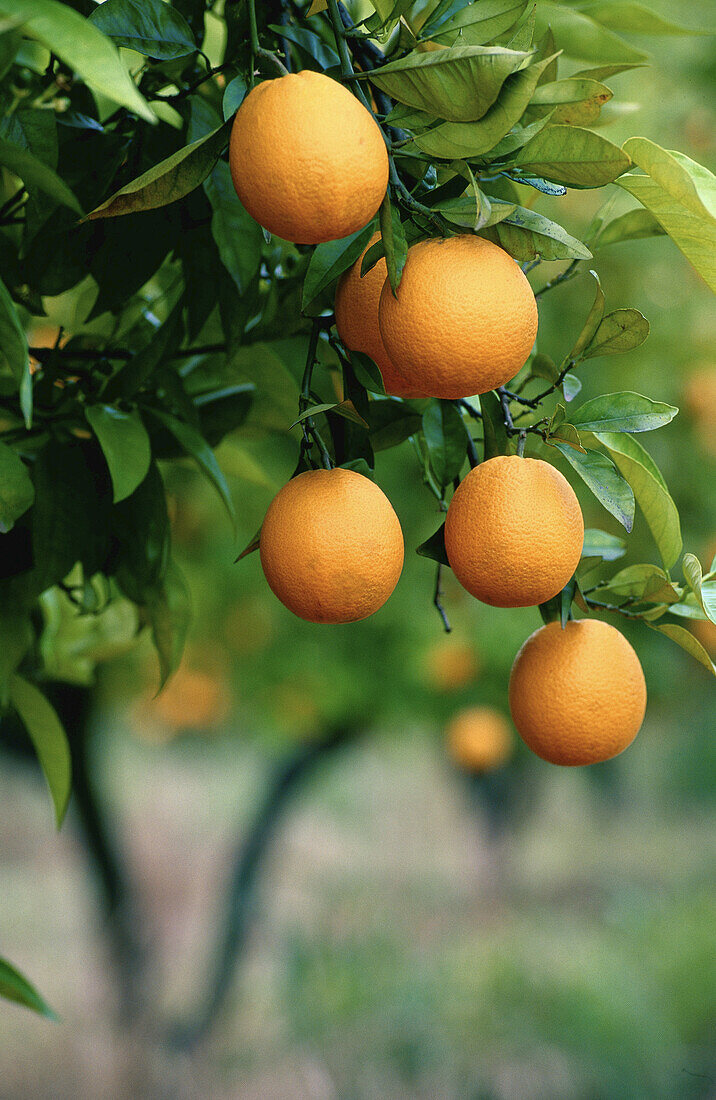 Orange Grove, Algarve, Portugal