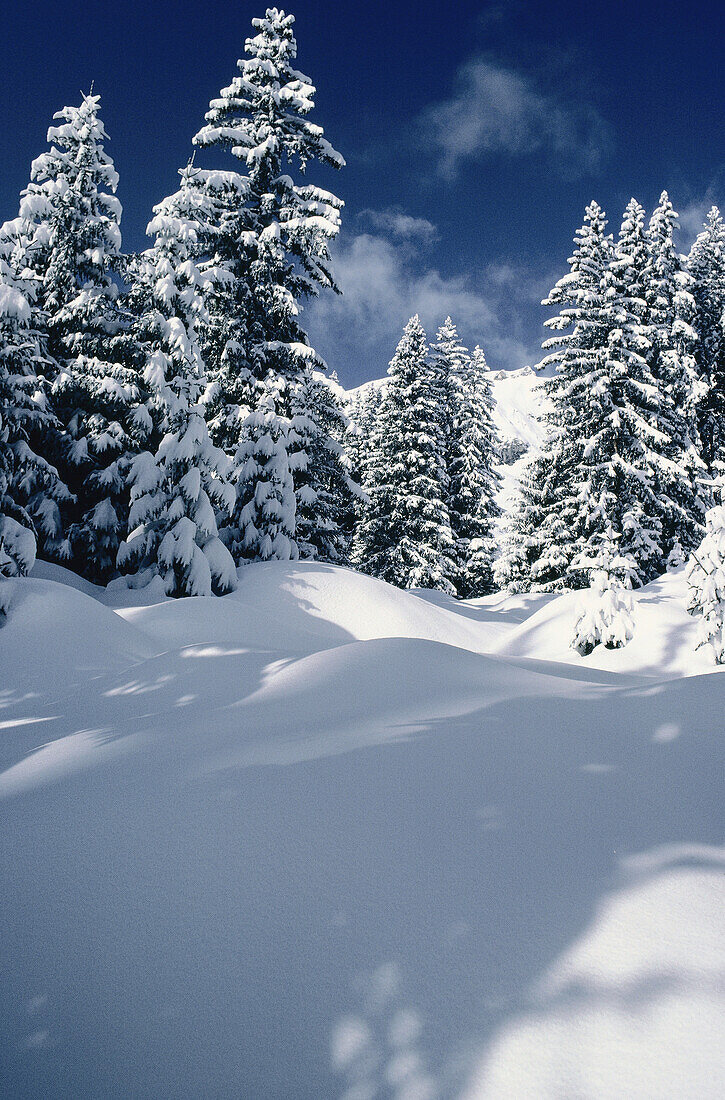 Schnee auf Bäumen, Österreich