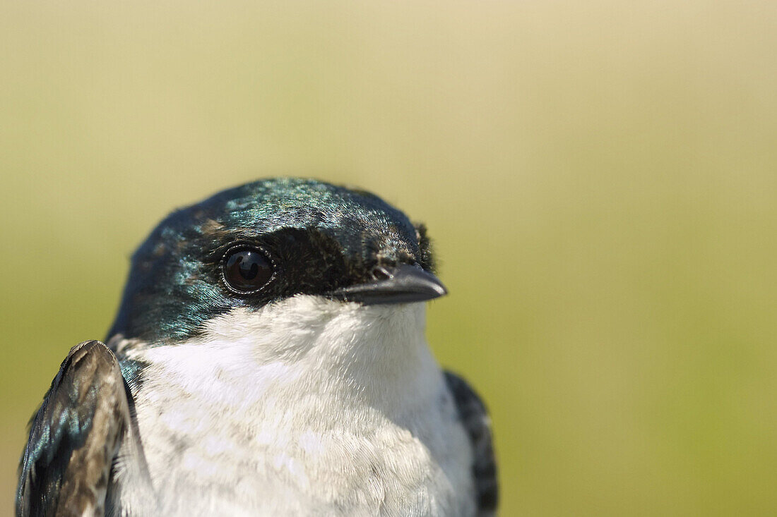 Close-up of Tree Swallow