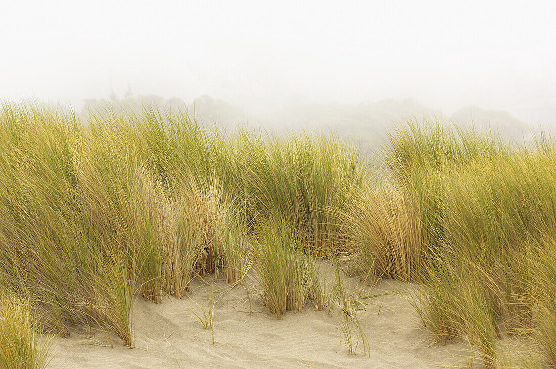 Beach Grass, Sonoma Coast, California, USA