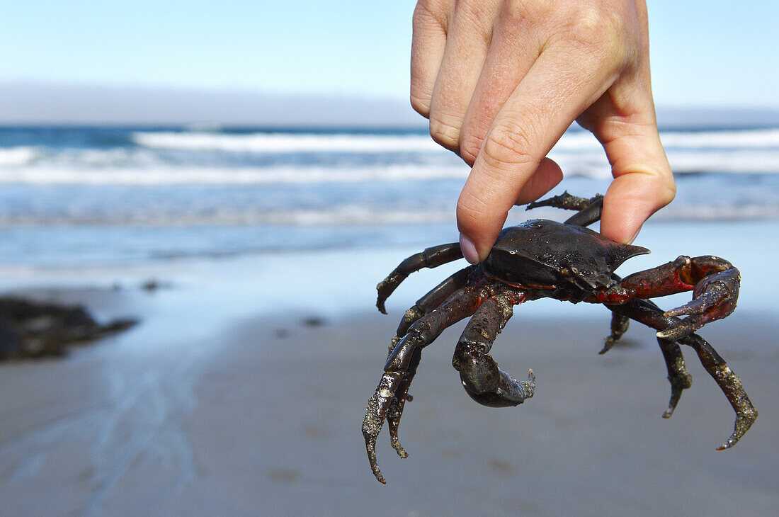 Close-up of Person Holding Crab