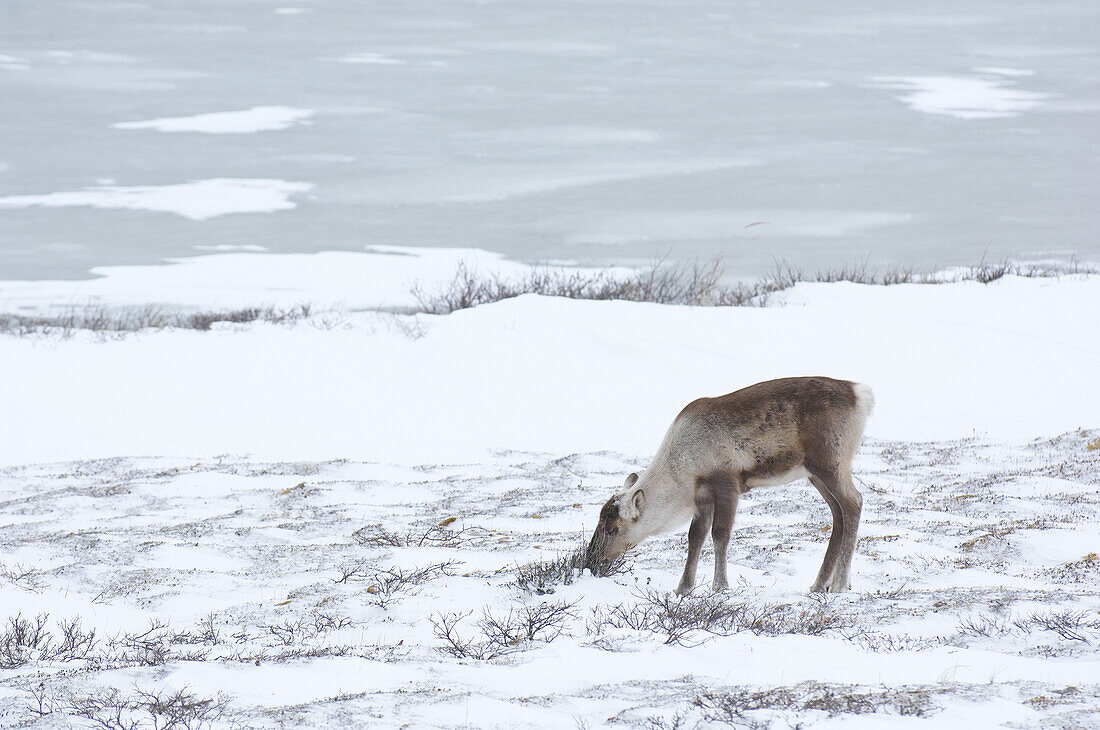 Caribou Eating Grass, Churchill, Manitoba, Canada