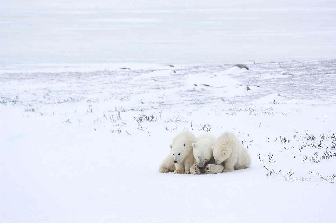 Eisbären kuscheln im Schnee