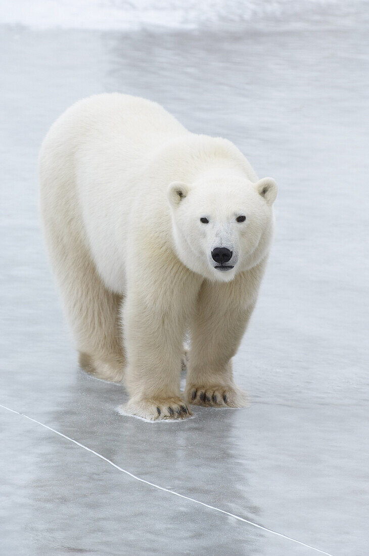 Polar Bear on Ice