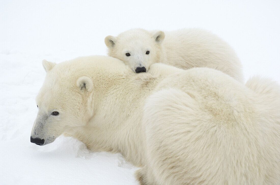Eisbären aneinander gekuschelt im Schnee