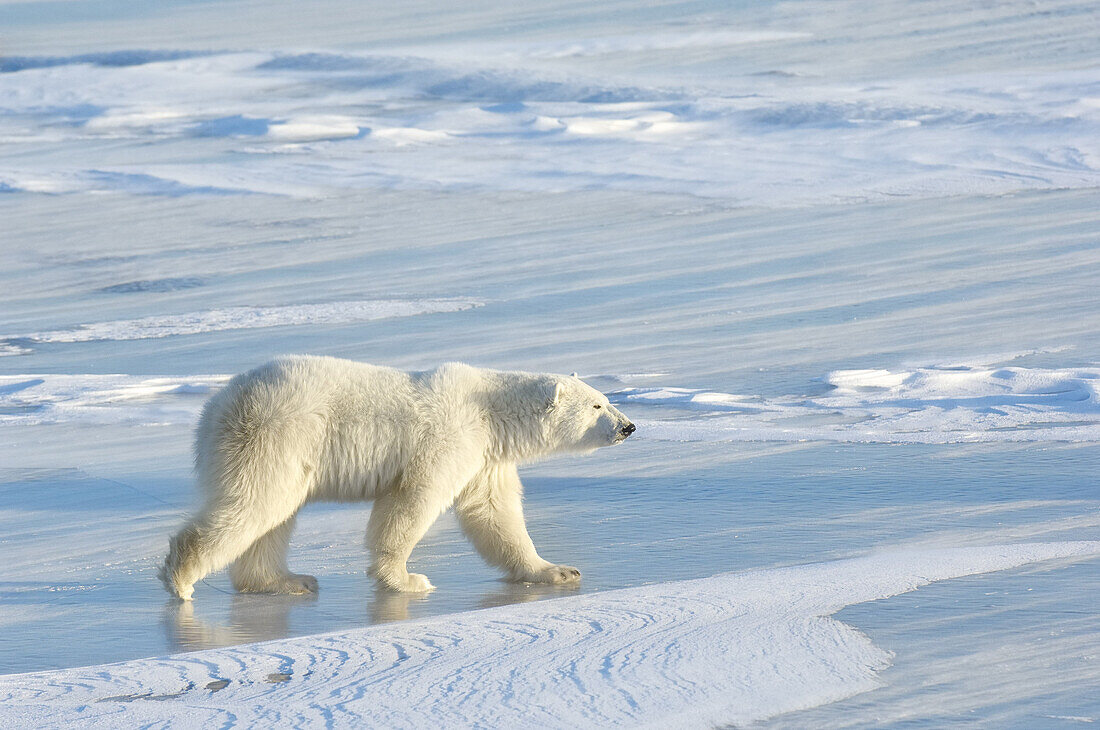 Eisbär auf Eis