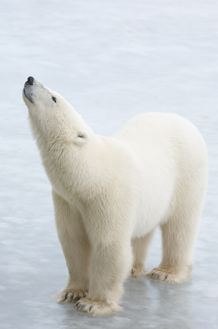 Polar Bear on Ice