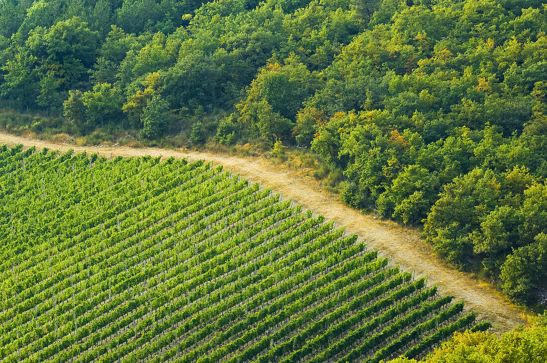 Weinberg, Chianti, Toskana, Italien