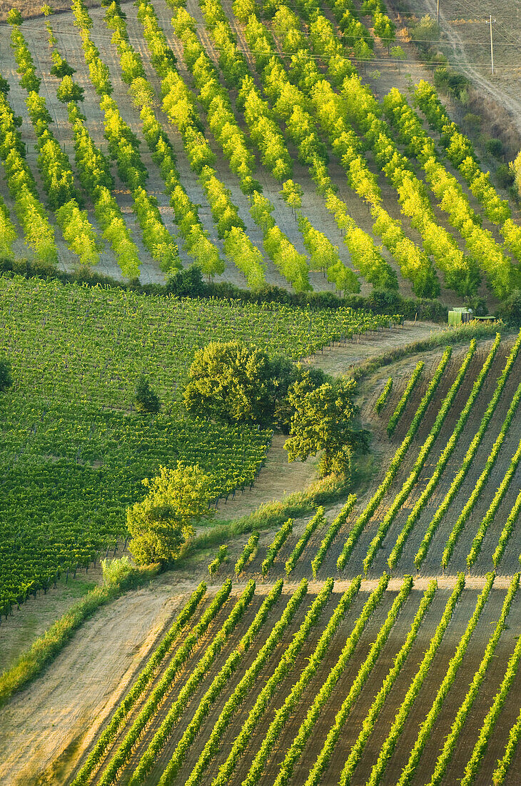 Weinberg, Crete Senesi, Toskana, Italien