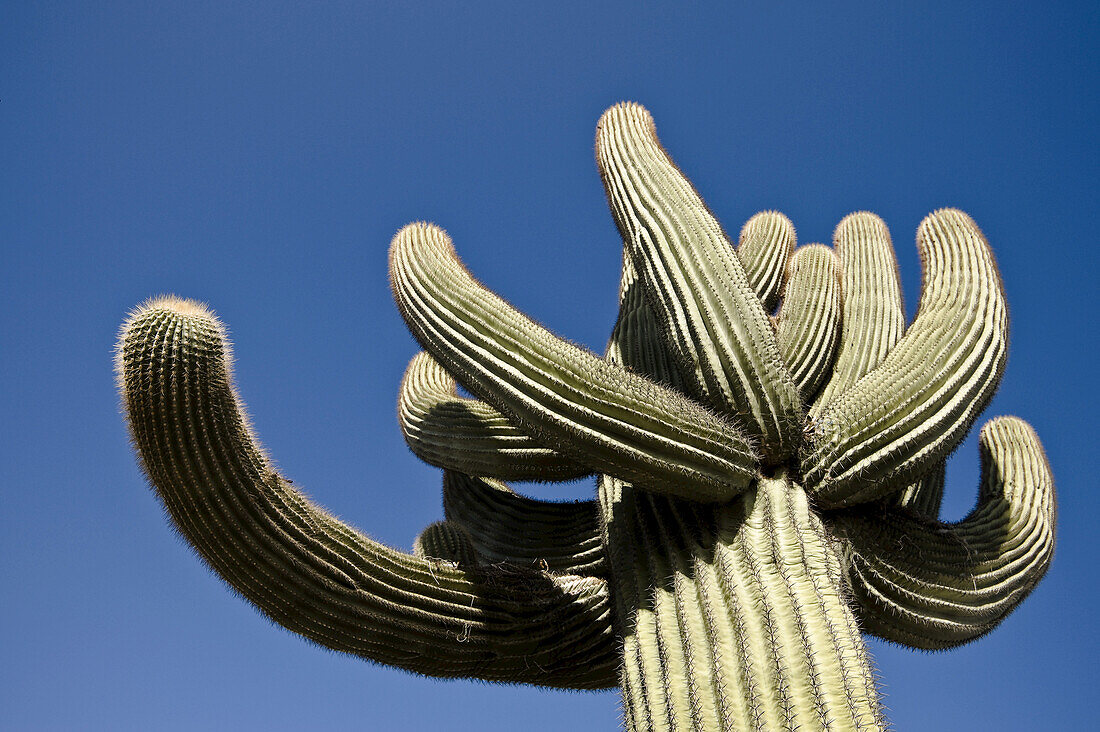 Cactus in Yuma, Yuma County, Arizona, USA