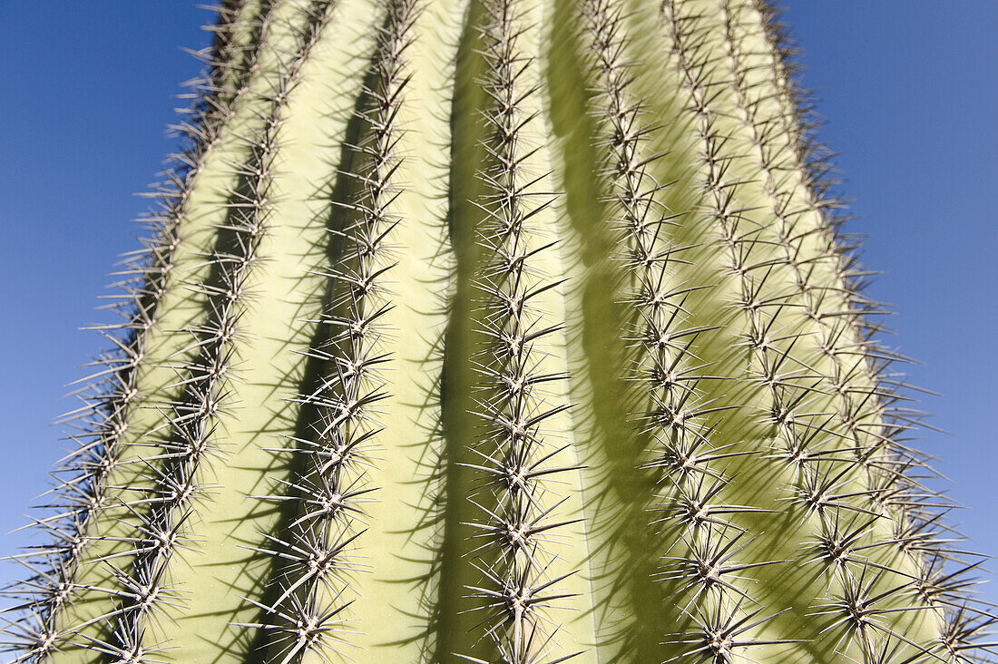 Kaktus in Yuma, Yuma Grafschaft, Arizona, USA