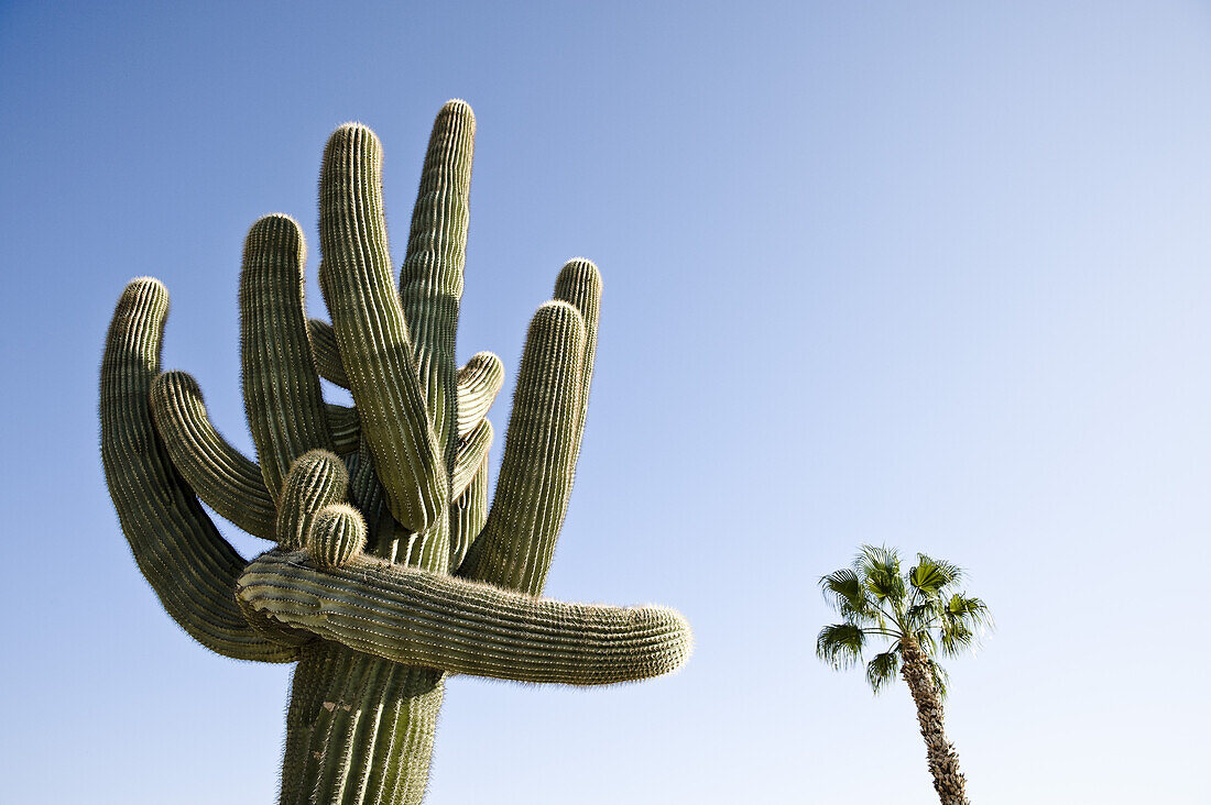 Cactus in Yuma, Yuma County, Arizona, USA