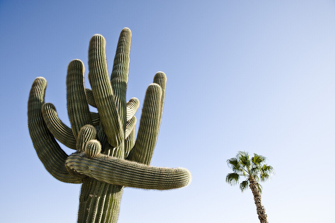 Kaktus in Yuma, Yuma County, Arizona, USA