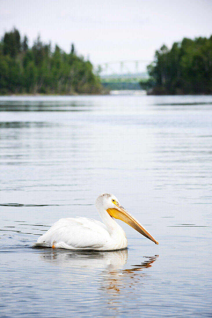Weißer Pelikan, Otter Lake, Missinipe, Saskatchewan, Kanada