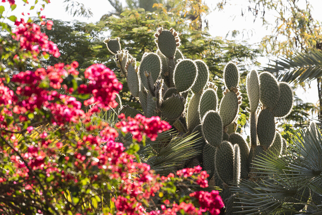Close-up of flowering shrub and prickly pear cactus, Majorelle Gardens, Marrakesh, Morocco, North Africa, Africa