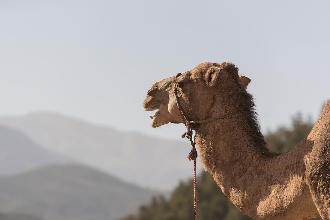 Portrait of Camel, Marrakesh, Morocco