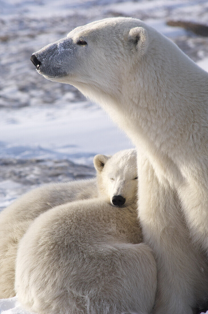 Eisbärenmutter mit Jungtieren, Churchill, Manitoba, Kanada