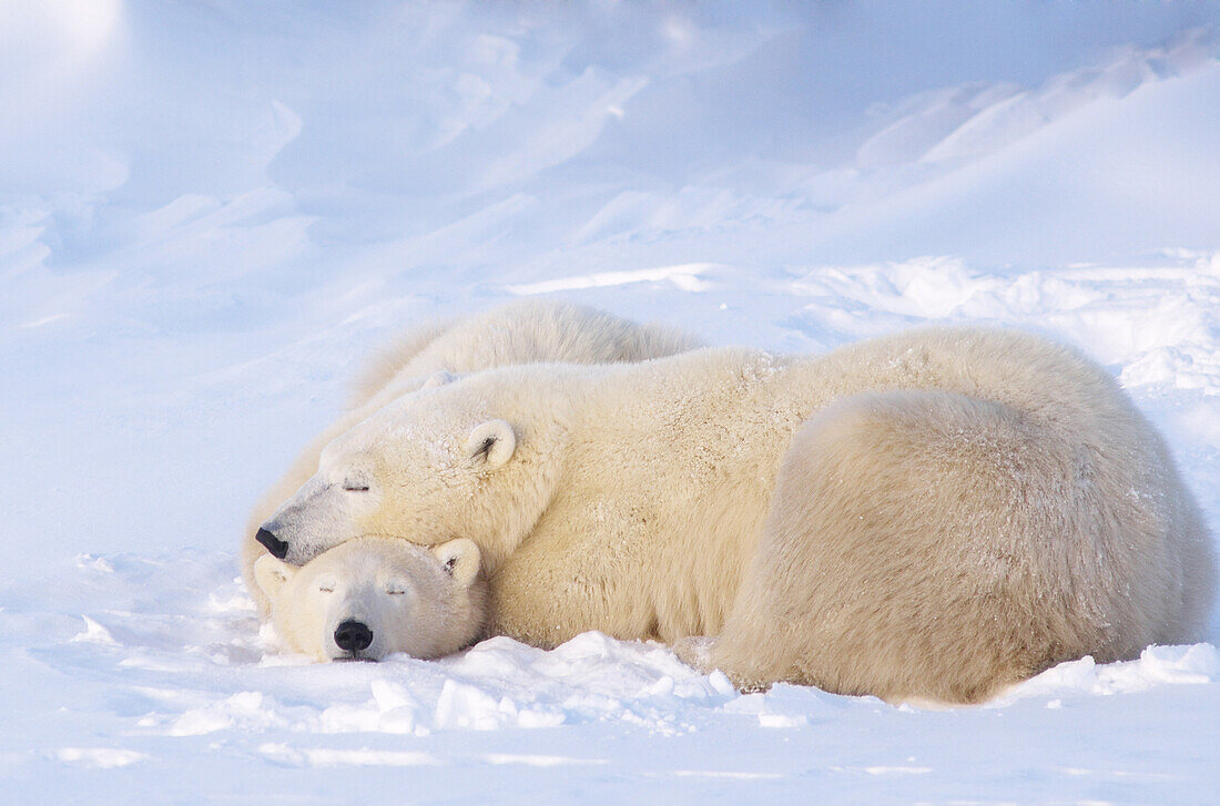 Mother Polar Bear With Cubs, Churchill, Manitoba, Canada