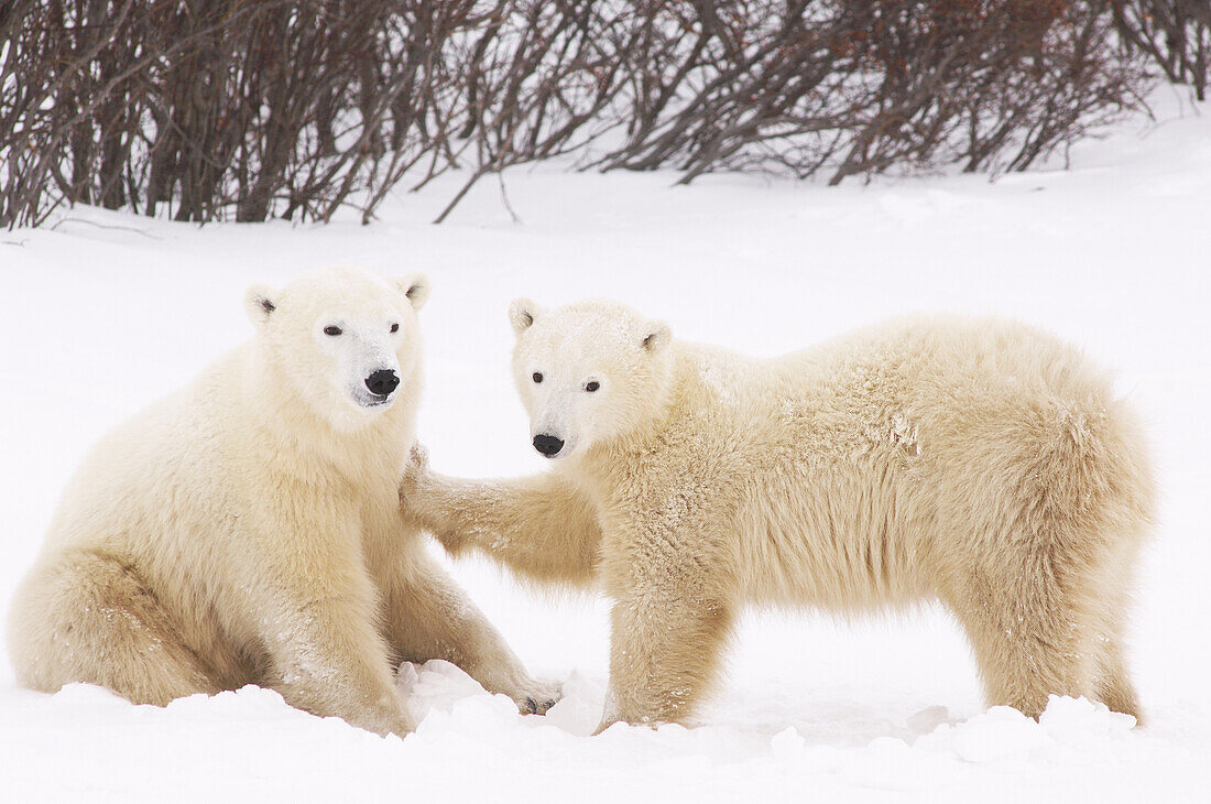 Eisbären beim Spielen, Churchill, Manitoba, Kanada