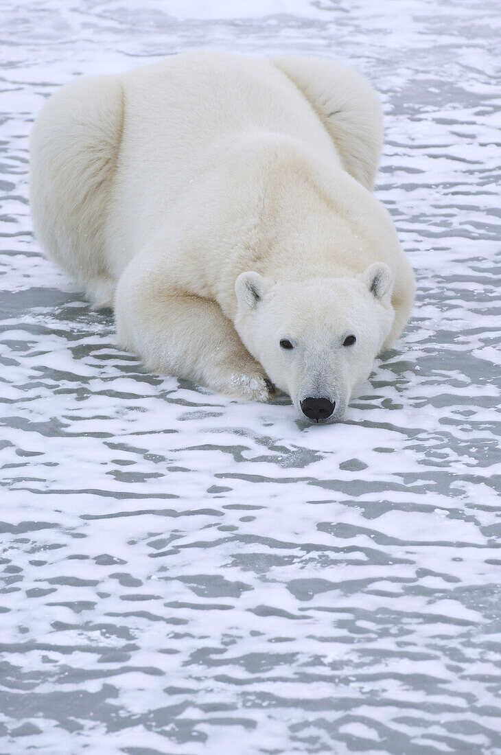 Polar Bear on Ice, Churchill, Manitoba, Canada