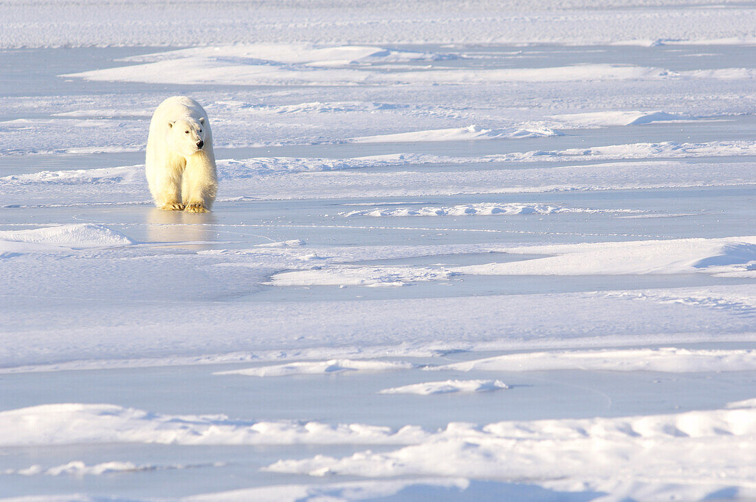 Eisbär beim Spaziergang auf dem Eis, Churchill, Manitoba, Kanada