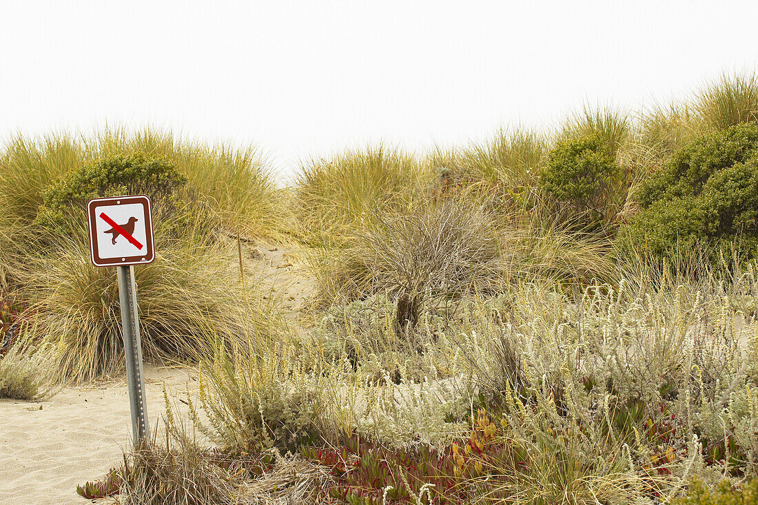 No Dogs Allowed Sign at Beach, Sonoma Coast, California, USA