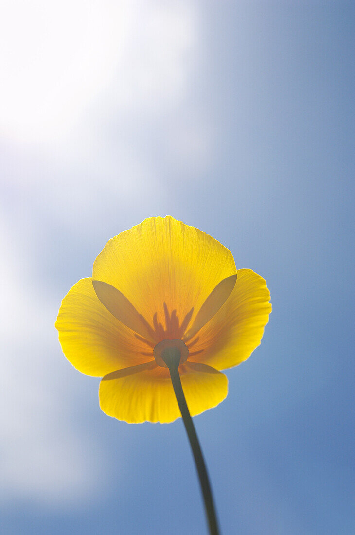 Close-up of California Poppy