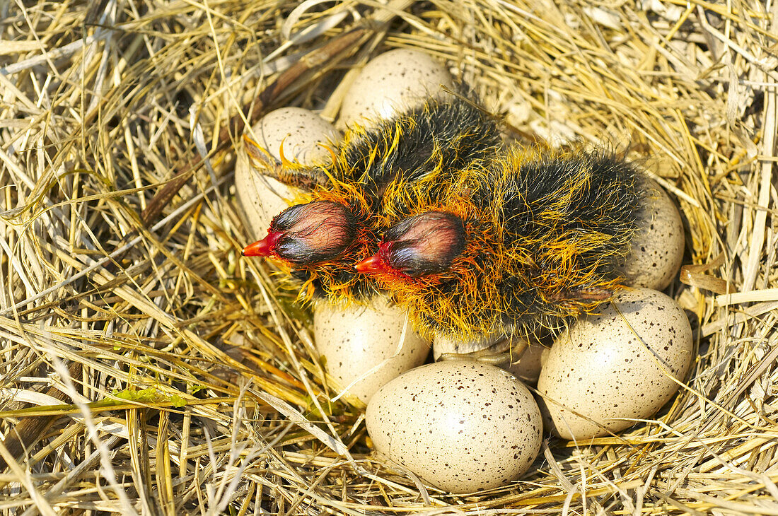 Blässhuhnküken schlüpfen aus Eiern