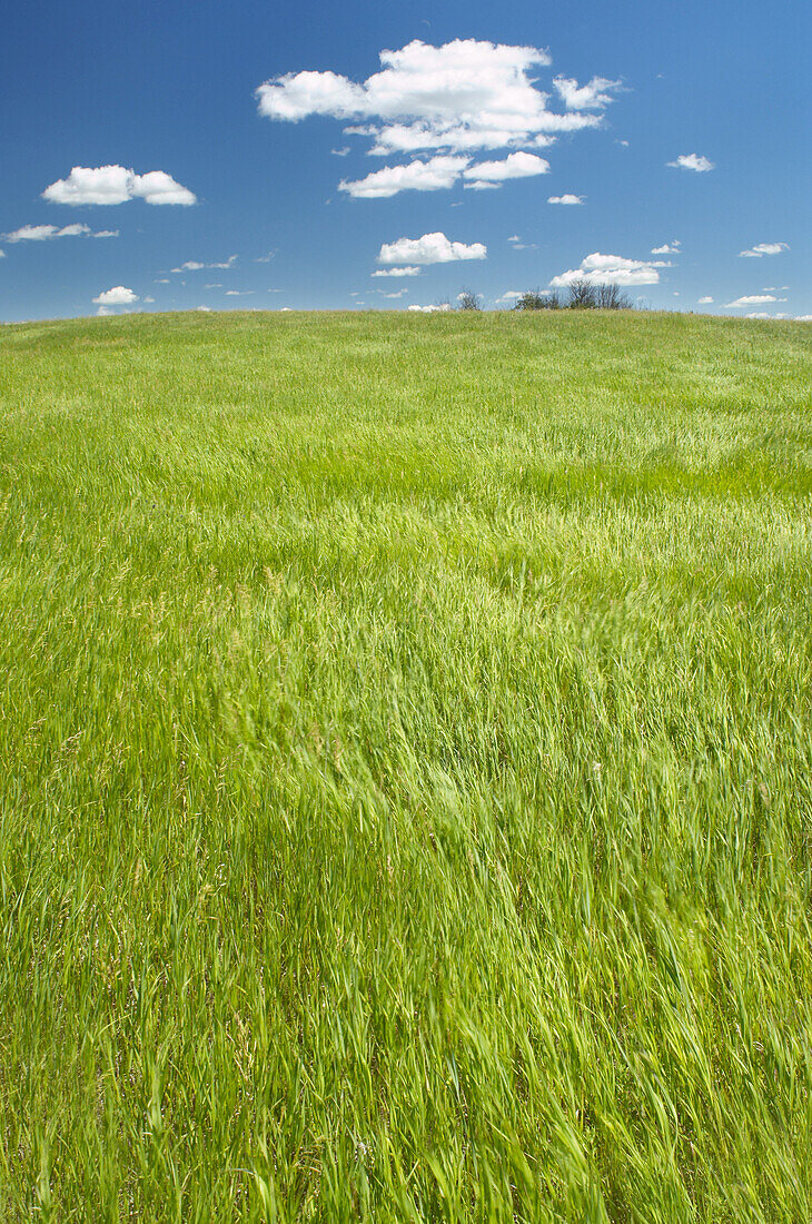 Green Grass and Blue Sky