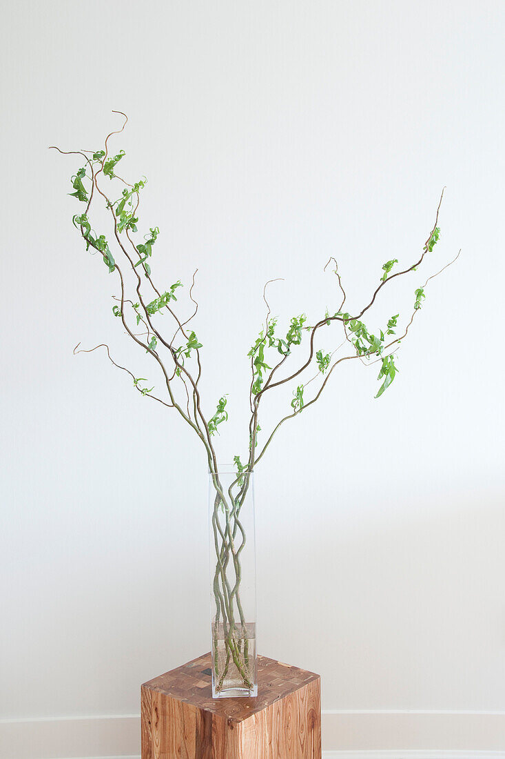 Pflanze in Vase
