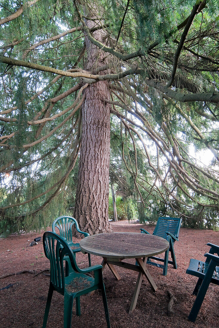 Chairs and Table Under Large Fir Tree, White Rock, British Columbia, Canada