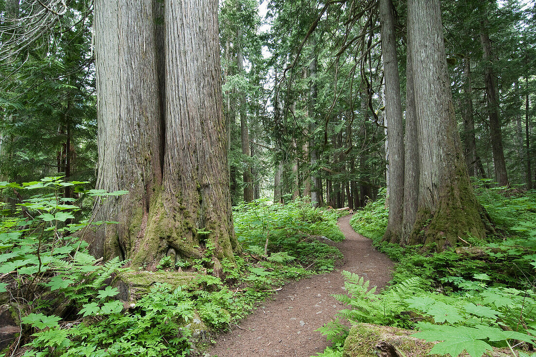 Garibaldi Provincial Park, Britisch-Kolumbien, Kanada