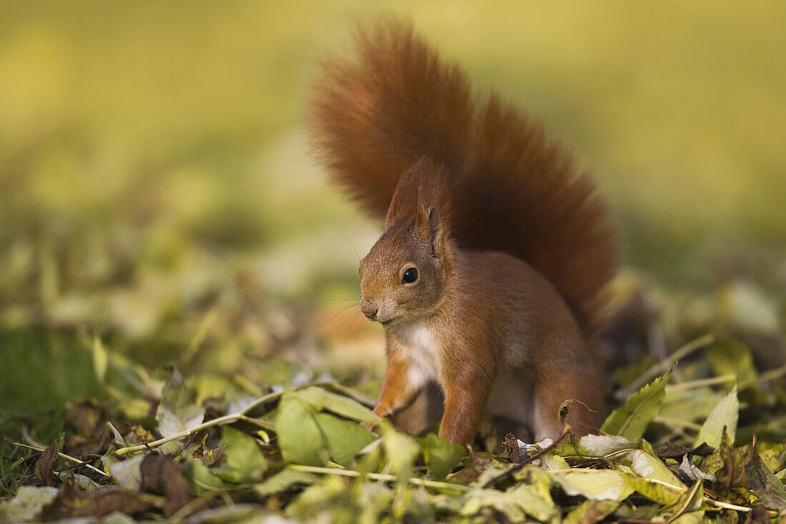 Rotes Eichhörnchen