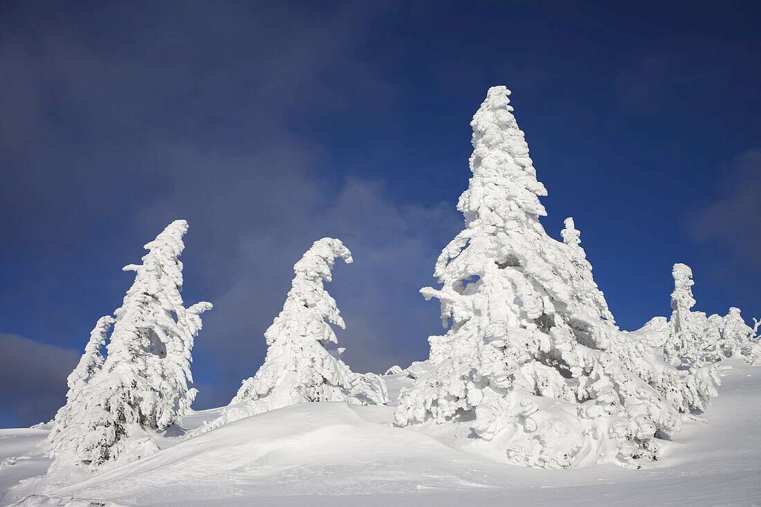 Schneebedeckte Fichten im Winter, Großer Arber, Bayerischer Wald, Bayern, Deutschland