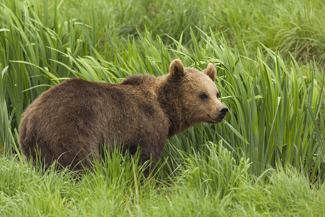 Braunbär