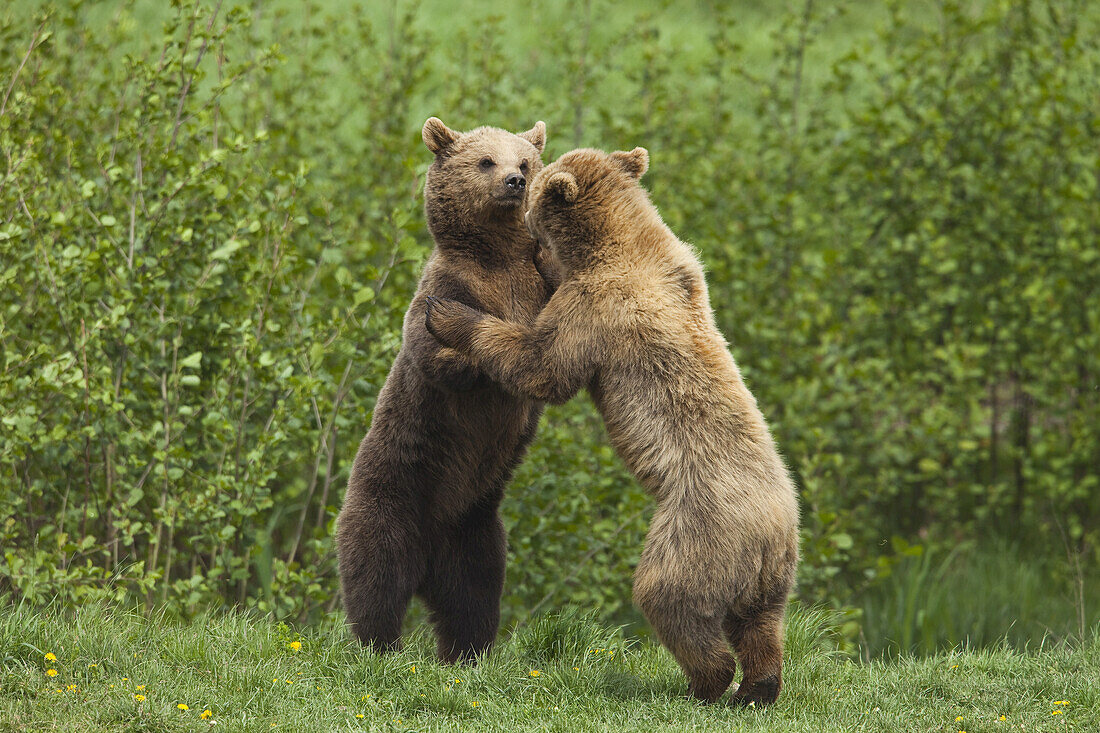 Kämpfende Braunbären