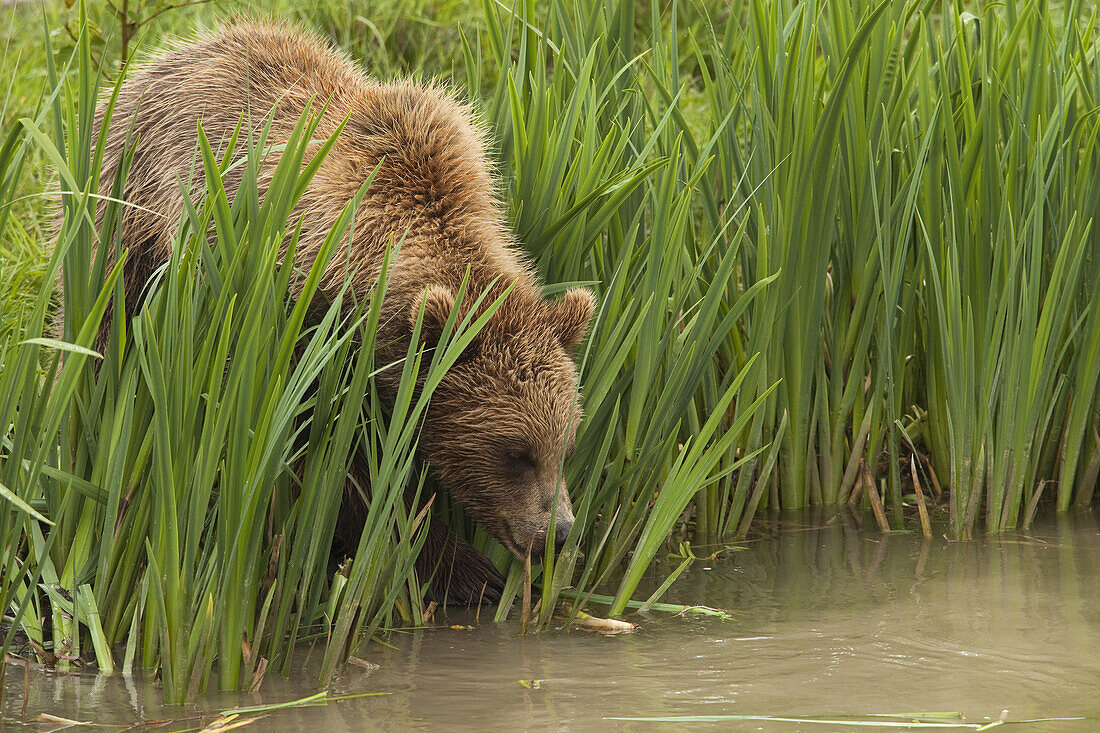 Brown Bear by River