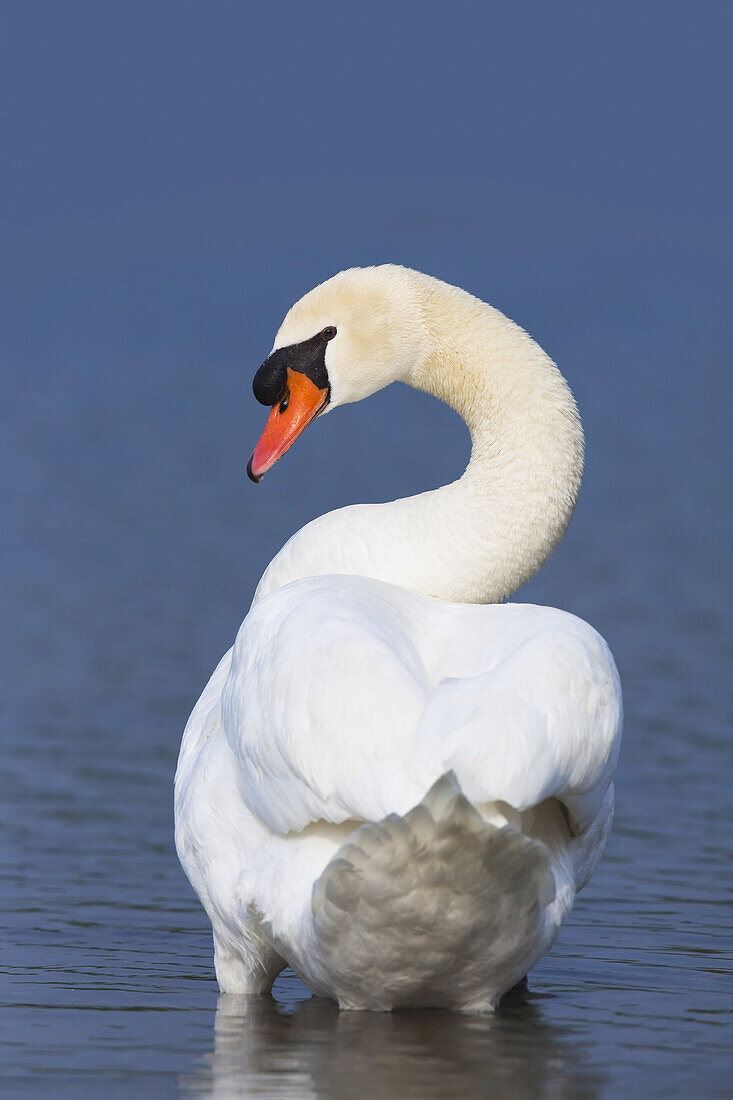 Mute Swan