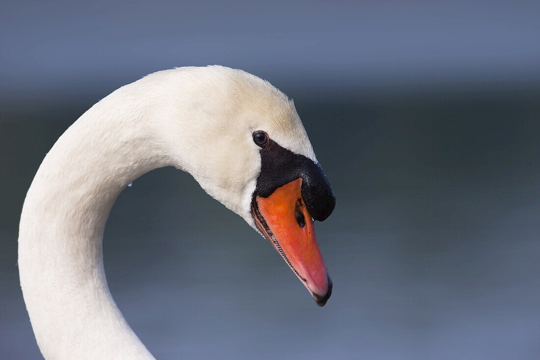 Mute Swan