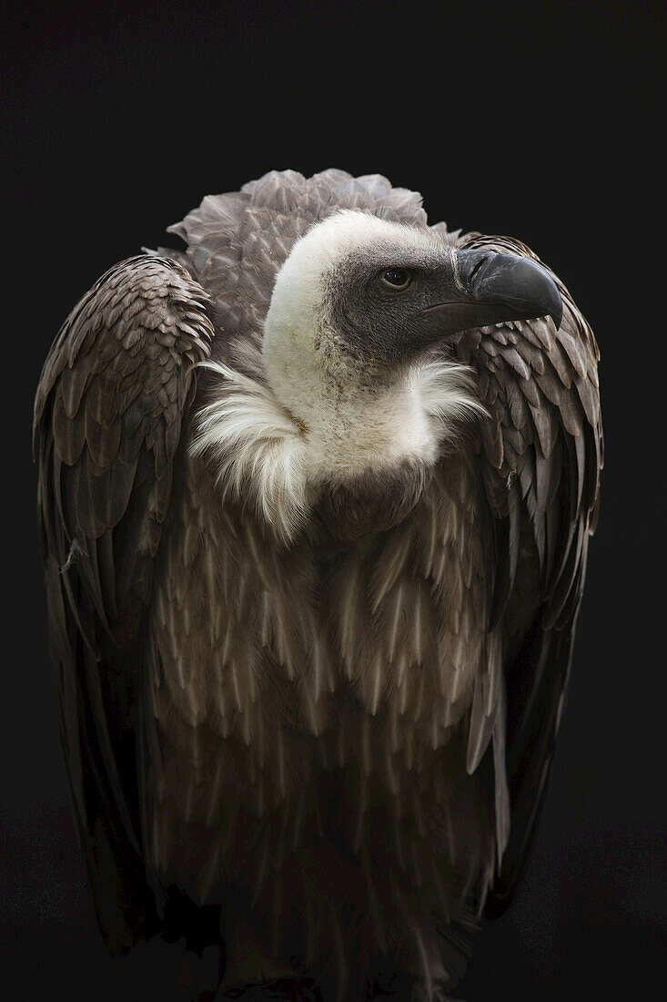 Close-Up of African White-Backed Vulture