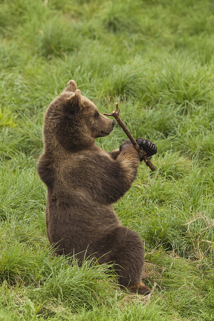 Braunbär im Feld