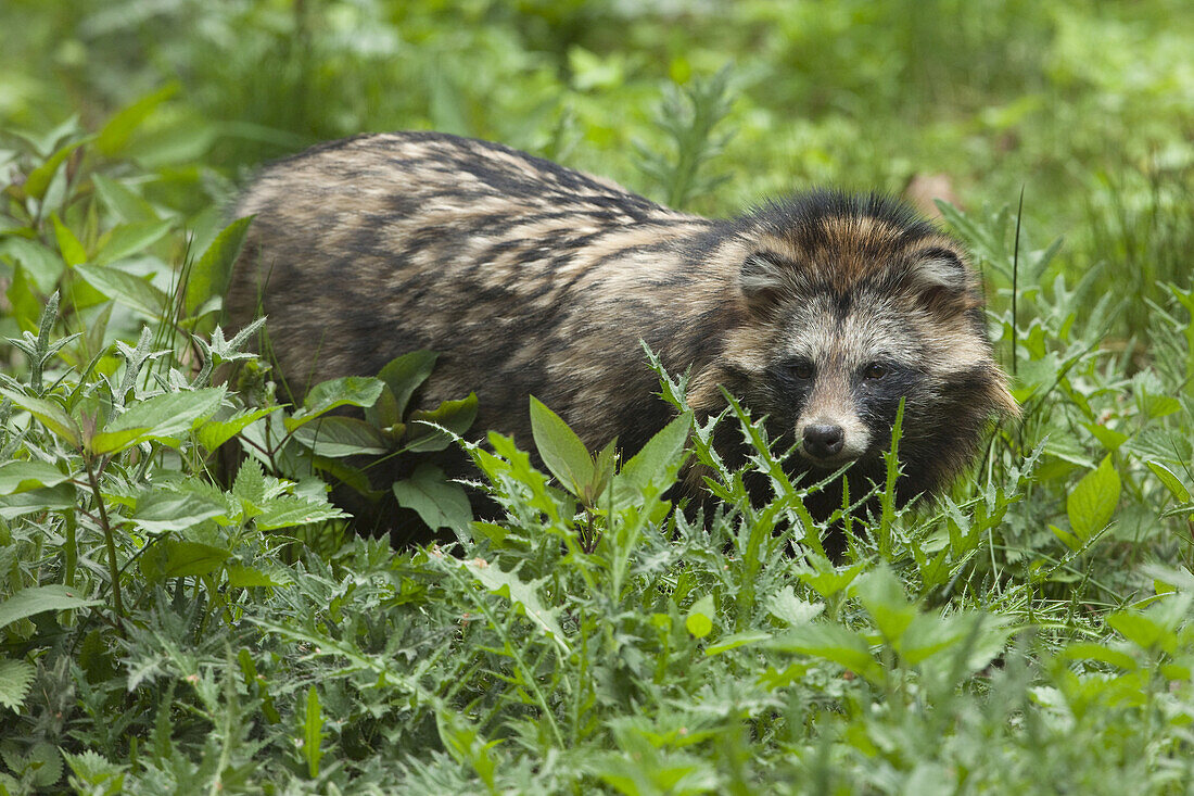 Raccoon Dog