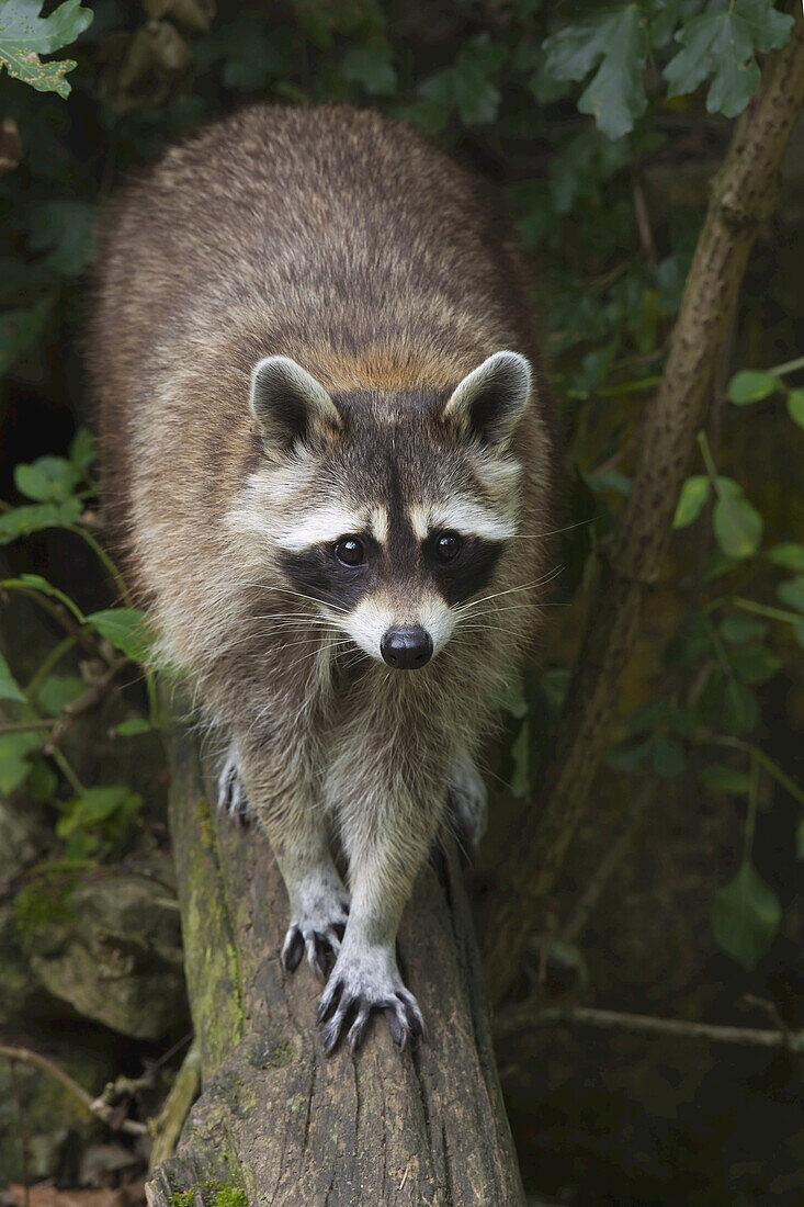 Waschbär