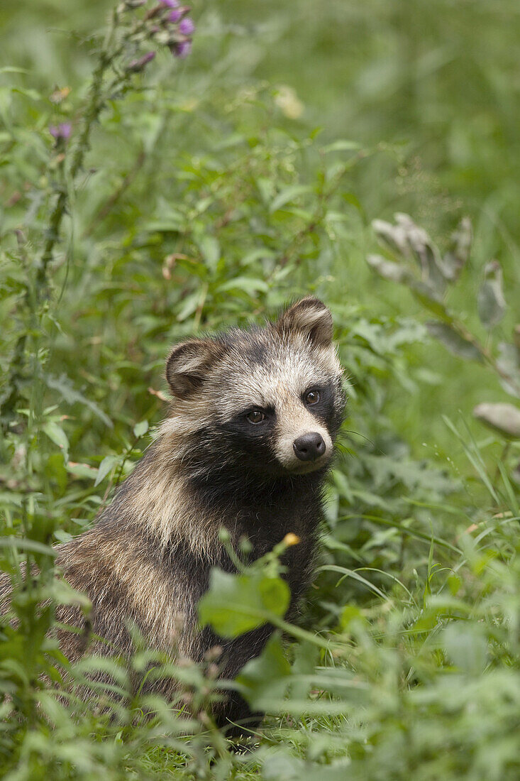 Raccoon Dog