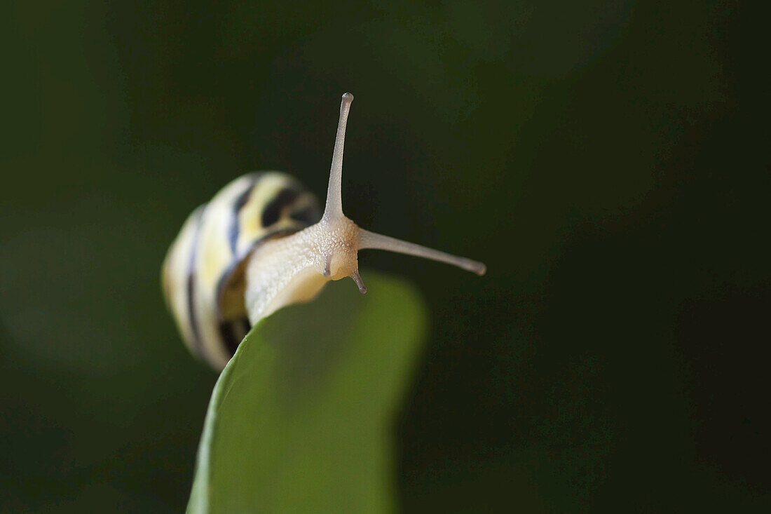 Braunlippige Schnecke