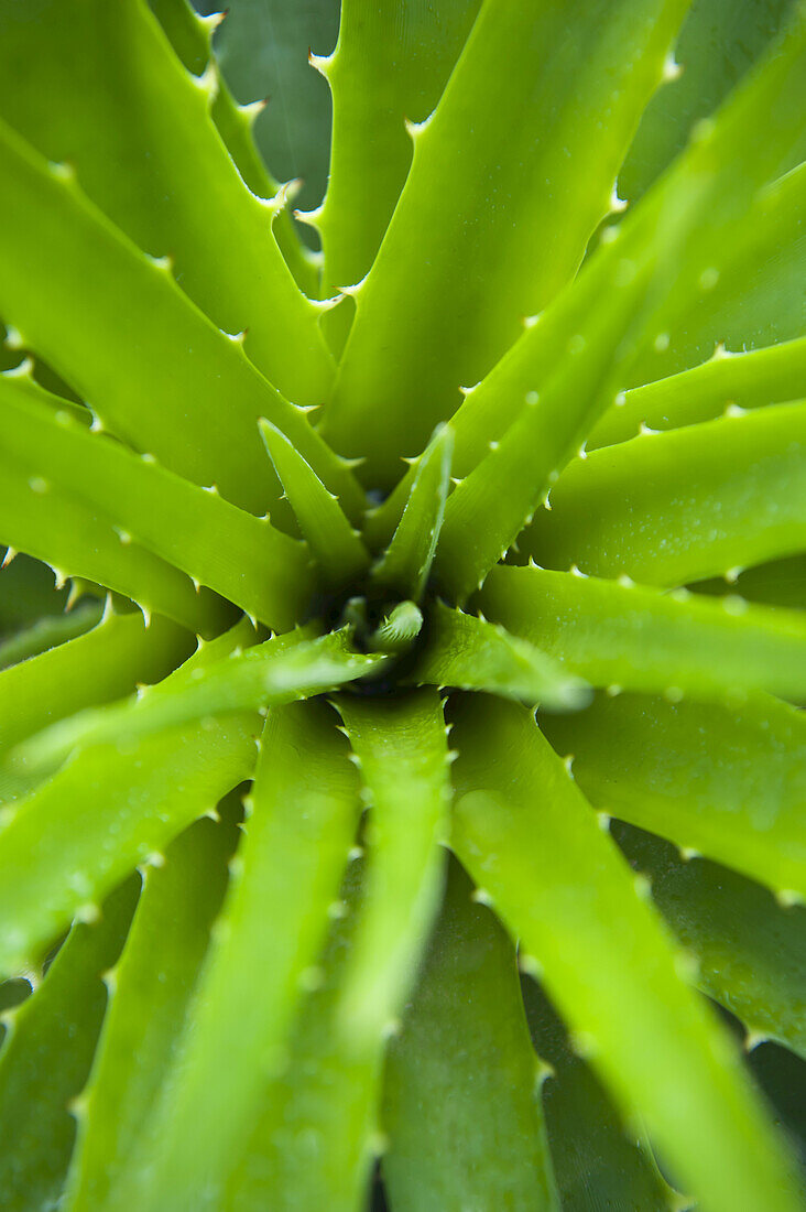 Close-up of Aloe Plant, Atlantic Forest, Ilha do Mel, Parana, Brazil