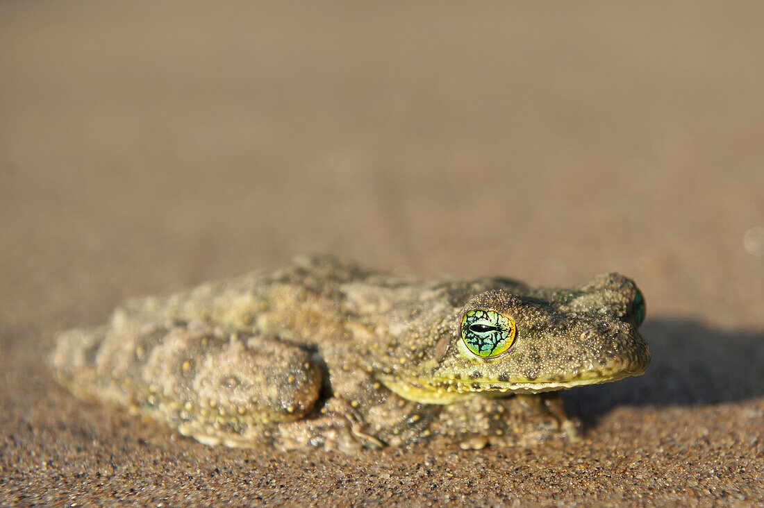 Close-up of Frog on Beach near Paraty, Brazil
