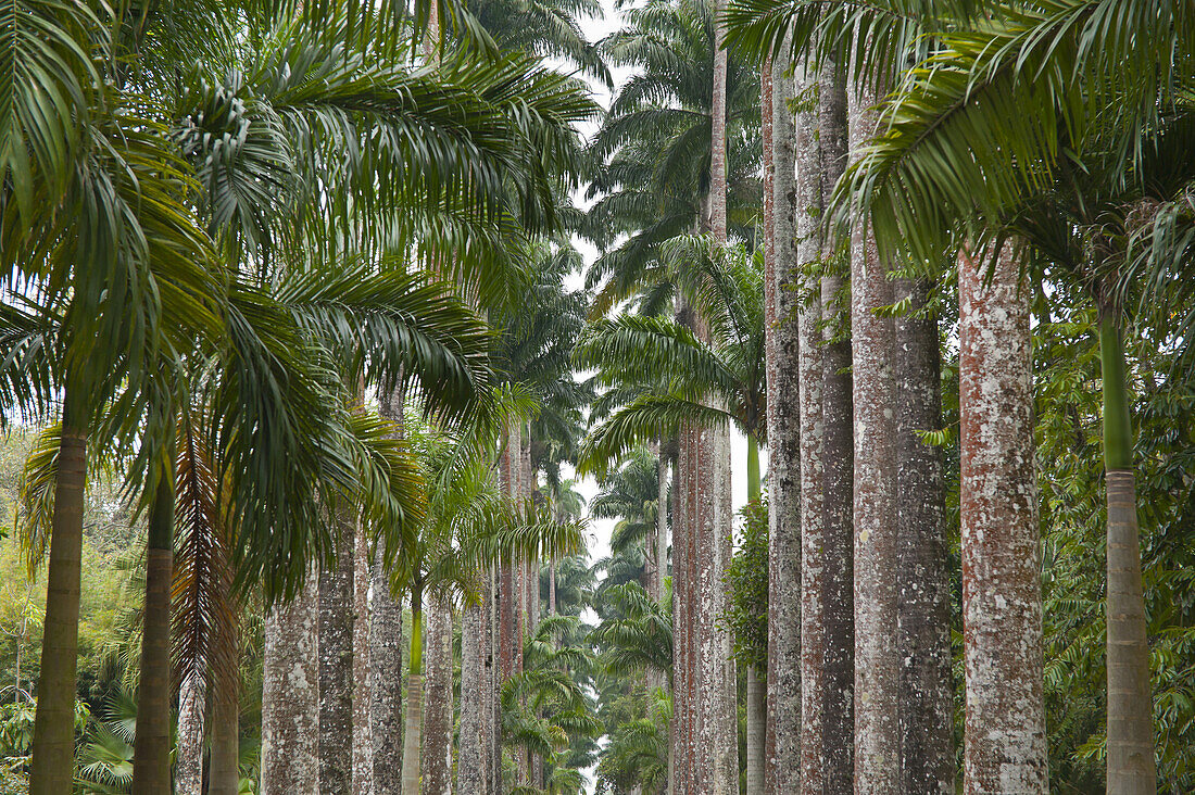 Palm Trees, Botanical Gardens, Rio de Janeiro, Brazil