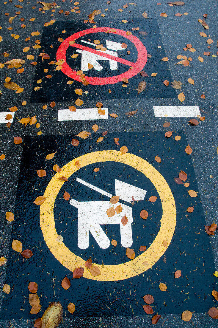 Dog Symbols on Wet Paved Road in Autumn