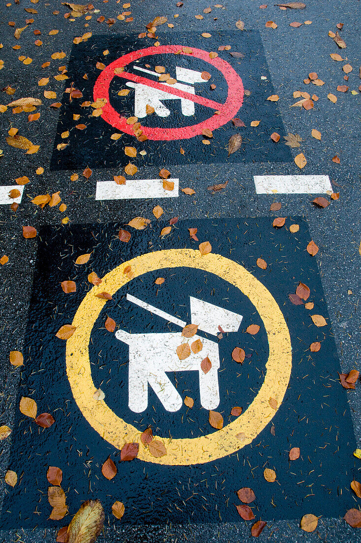 Hundesymbole auf nasser asphaltierter Straße im Herbst
